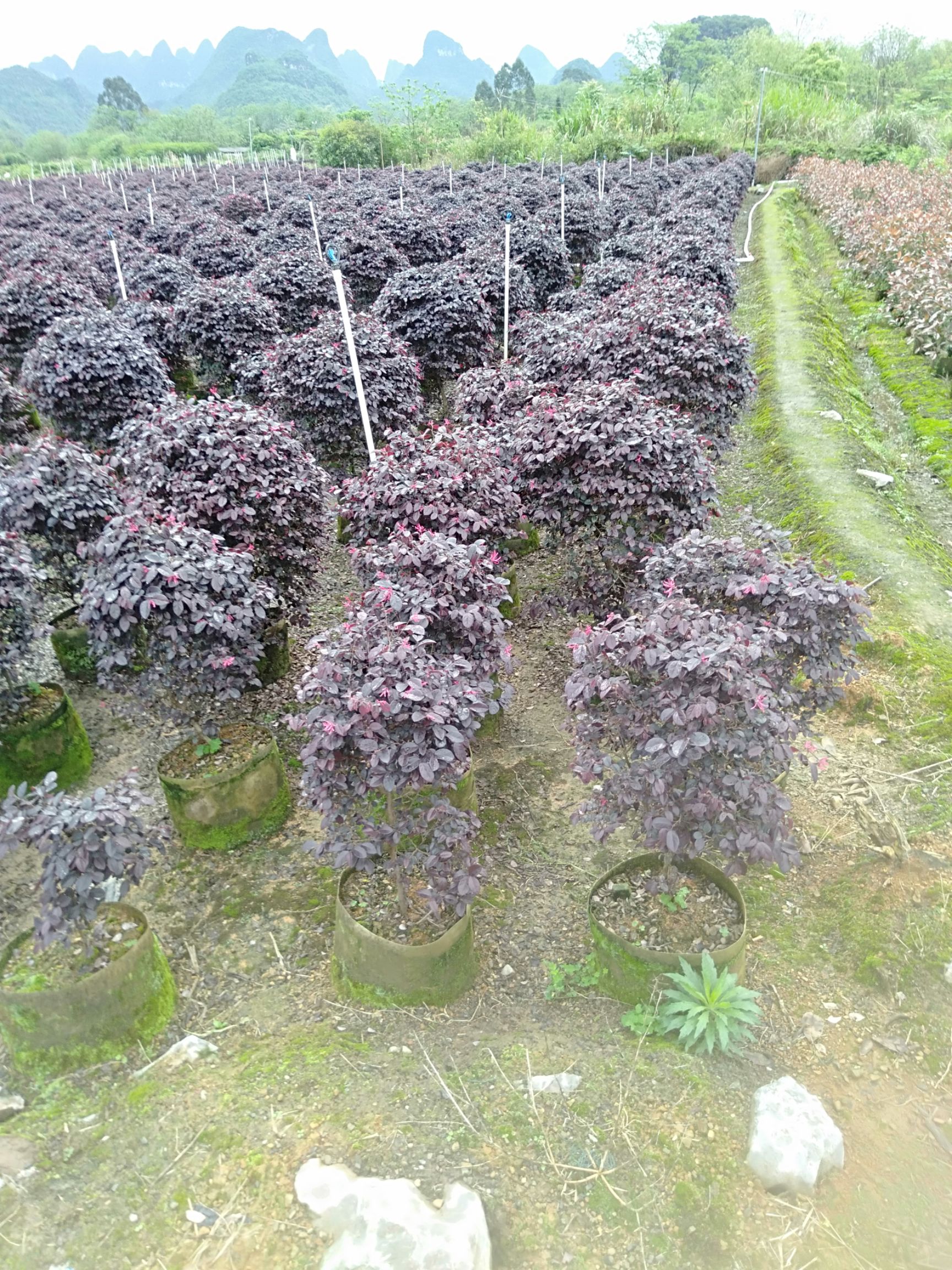 双面红  红花继木小苗 红继木