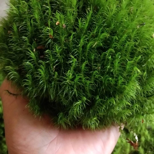 太湖县青苔  苔藓种植铺庭院绿植水陆缸雨林缸铺面