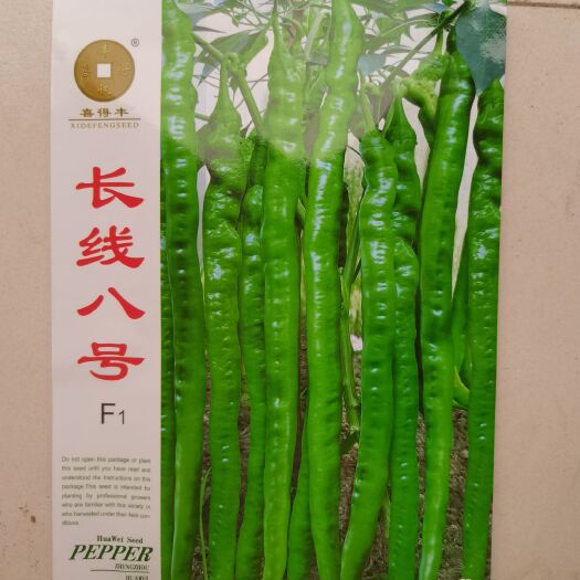 线椒种子  超长线椒皮薄微皱皮华为种业