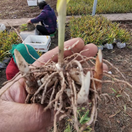 咸阳白及  白芨苗2年驯化苗