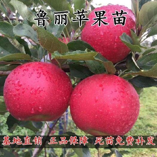 平邑县鲁丽苹果苗  鲁丽苹果树苗 自产自销，现挖发货保证质量保证品种包邮
