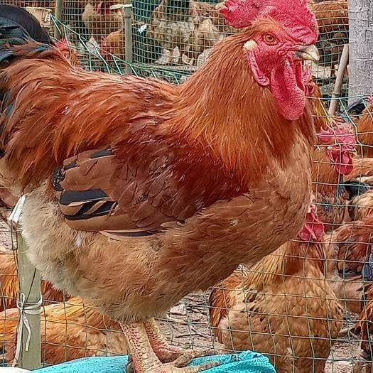 衡阳k9肉鸡苗K9麻黄882快羽克九肉鸡K901大种鸡苗优质品种
