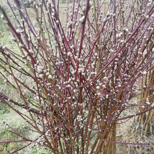 红叶碧桃  碧桃花观赏类桃花树苗红色花朵包邮