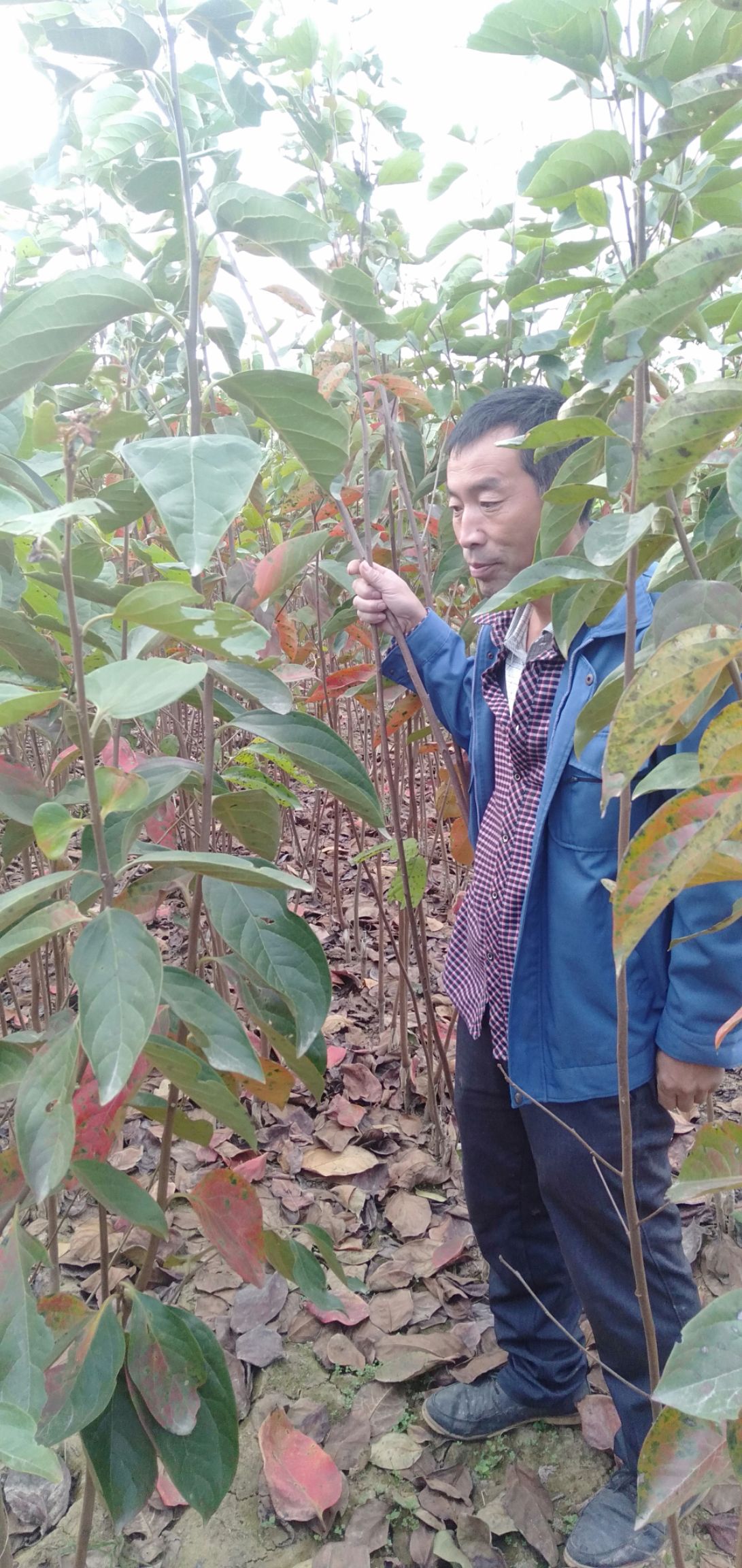 西华县富有柿子苗  大量批发柿子苗