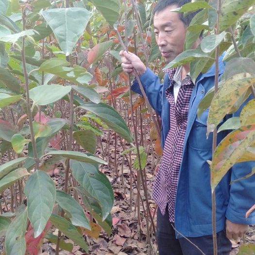 西华县富有柿子苗  大量批发柿子苗