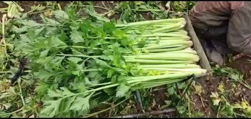 博爱县博爱万亩蔬菜基地 2千亩优质芹菜大量上市量大质量好新老顾客