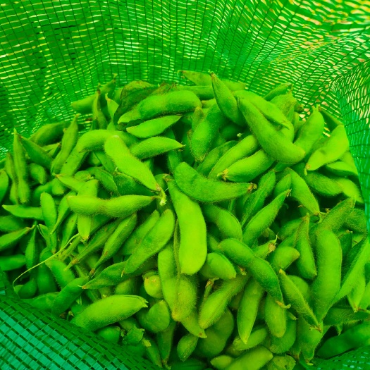 冬毛豆 精品毛豆
