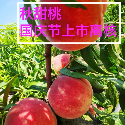 寿光市秋甜桃树苗，国庆节上市离核品种，个头大糖度高，抗病丰产