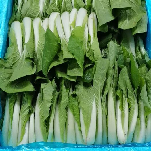 曹县快菜  精品小白菜，产地直销，大量现货