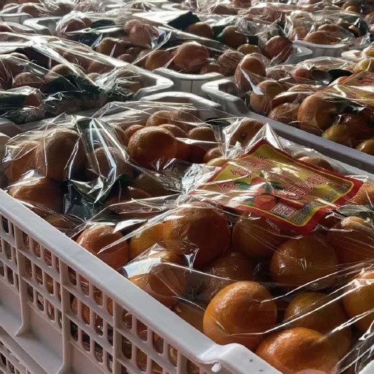 沙糖桔 正宗广东肇庆砂糖桔