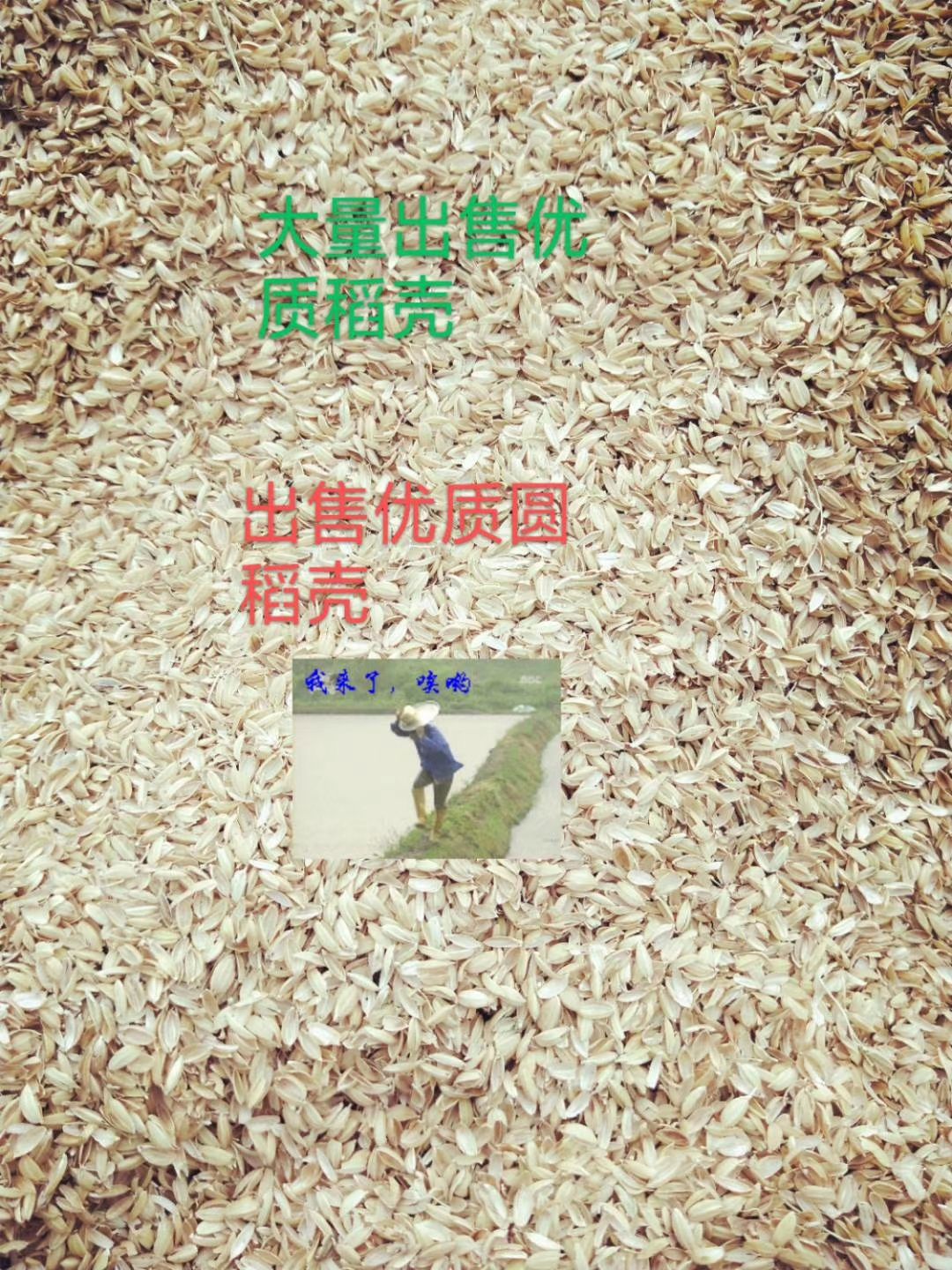 养殖 普通稻壳 