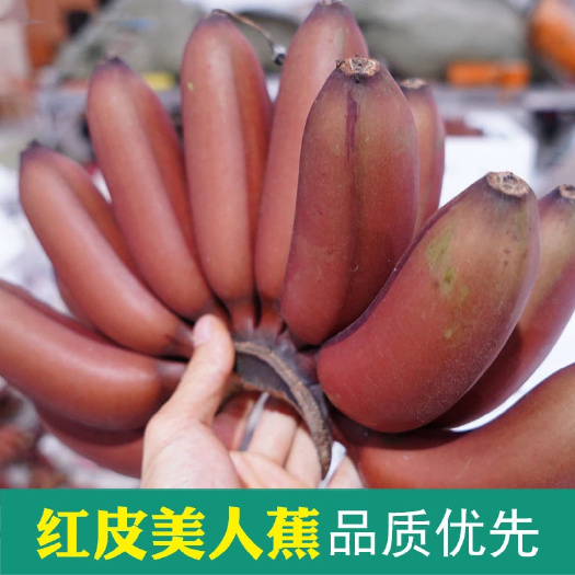 福建土楼红皮香蕉  新鲜现摘5斤包邮  香甜软糯 香气扑鼻