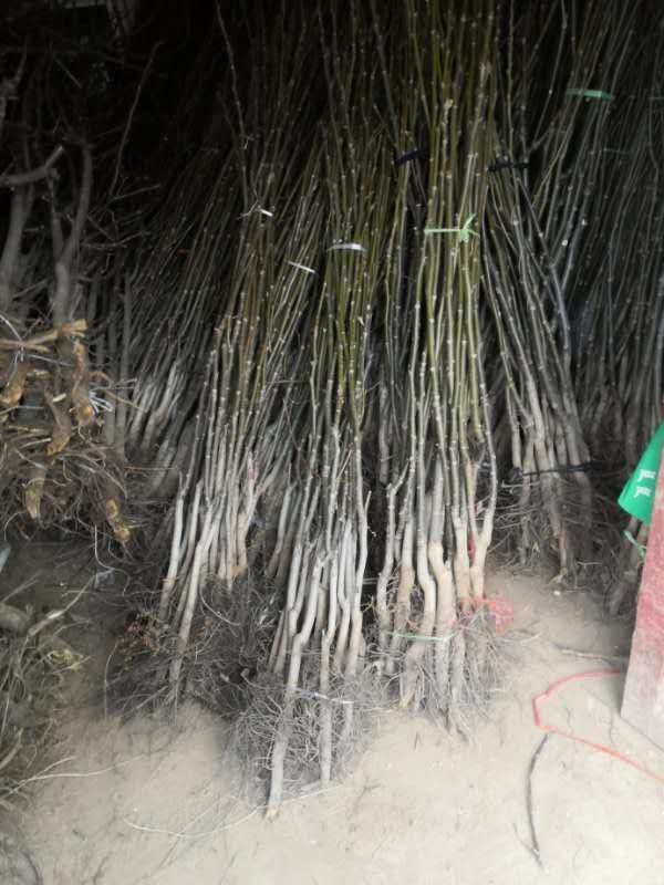 薄皮核桃苗  产地自产自销短枝薄皮矮化核桃苗木低价批发低价倾销