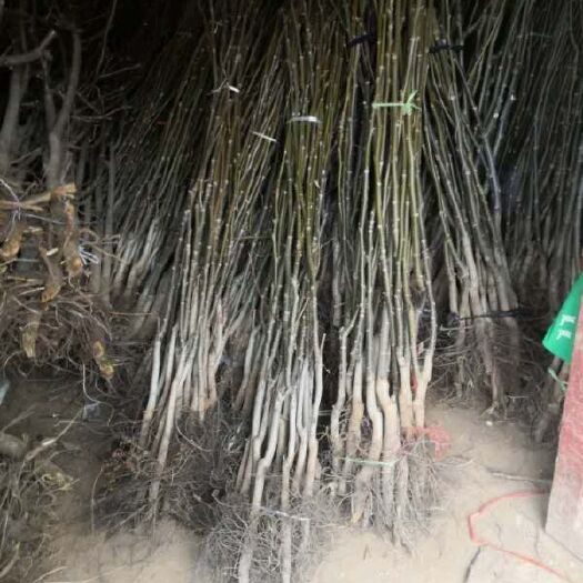灵宝市薄皮核桃苗  产地自产自销短枝薄皮矮化核桃苗木低价批发低价倾销
