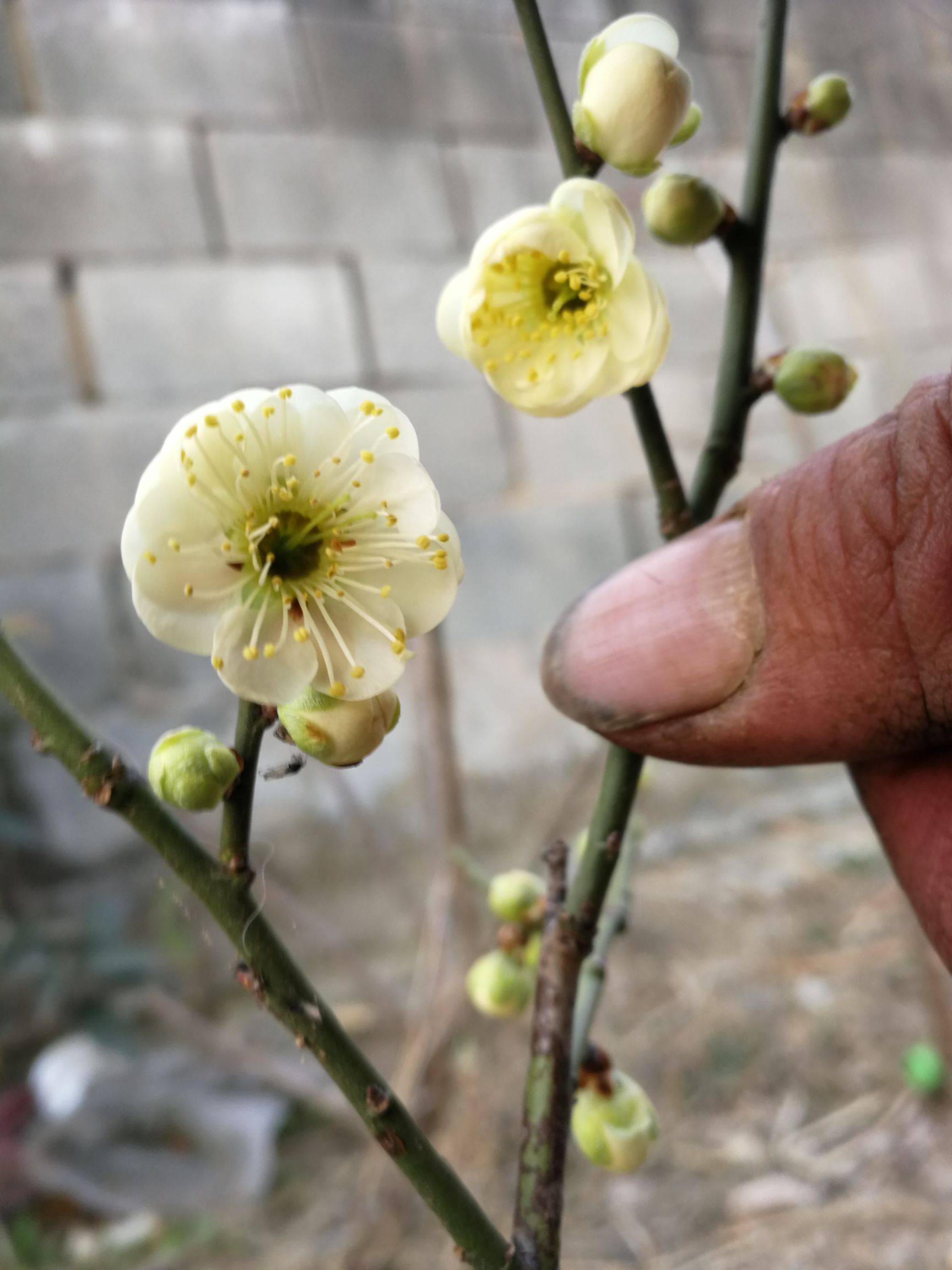 綠萼梅 原生綠梅，復(fù)瓣綠蕚梅花樹