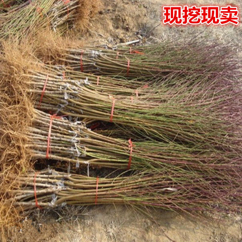 锦绣黄桃苗 个大甜 基地现挖发货保品种产量高嫁接苗当年结果