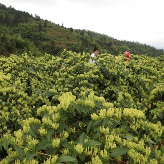 汝城县湘蕾金银花苗  大量出售湖南金银花扦插苗