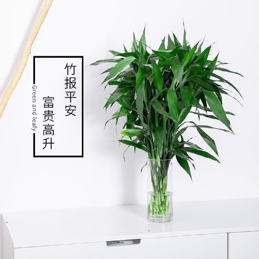 海口富贵竹 本场大量基地种植，经营管理销售为一体，欢迎先详情了解再合作！