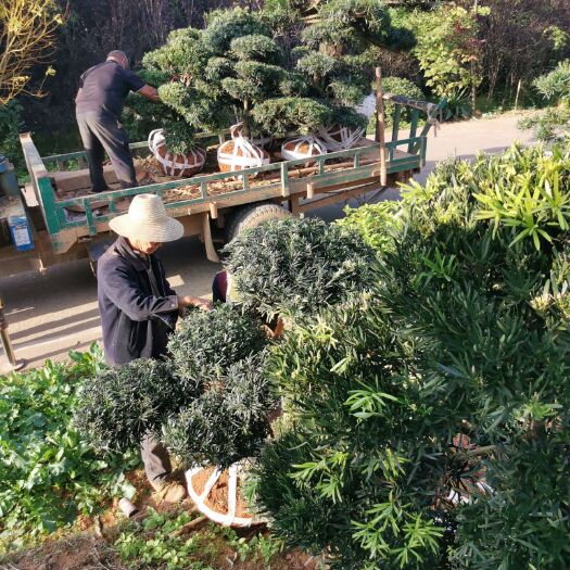 浏阳市普通罗汉松