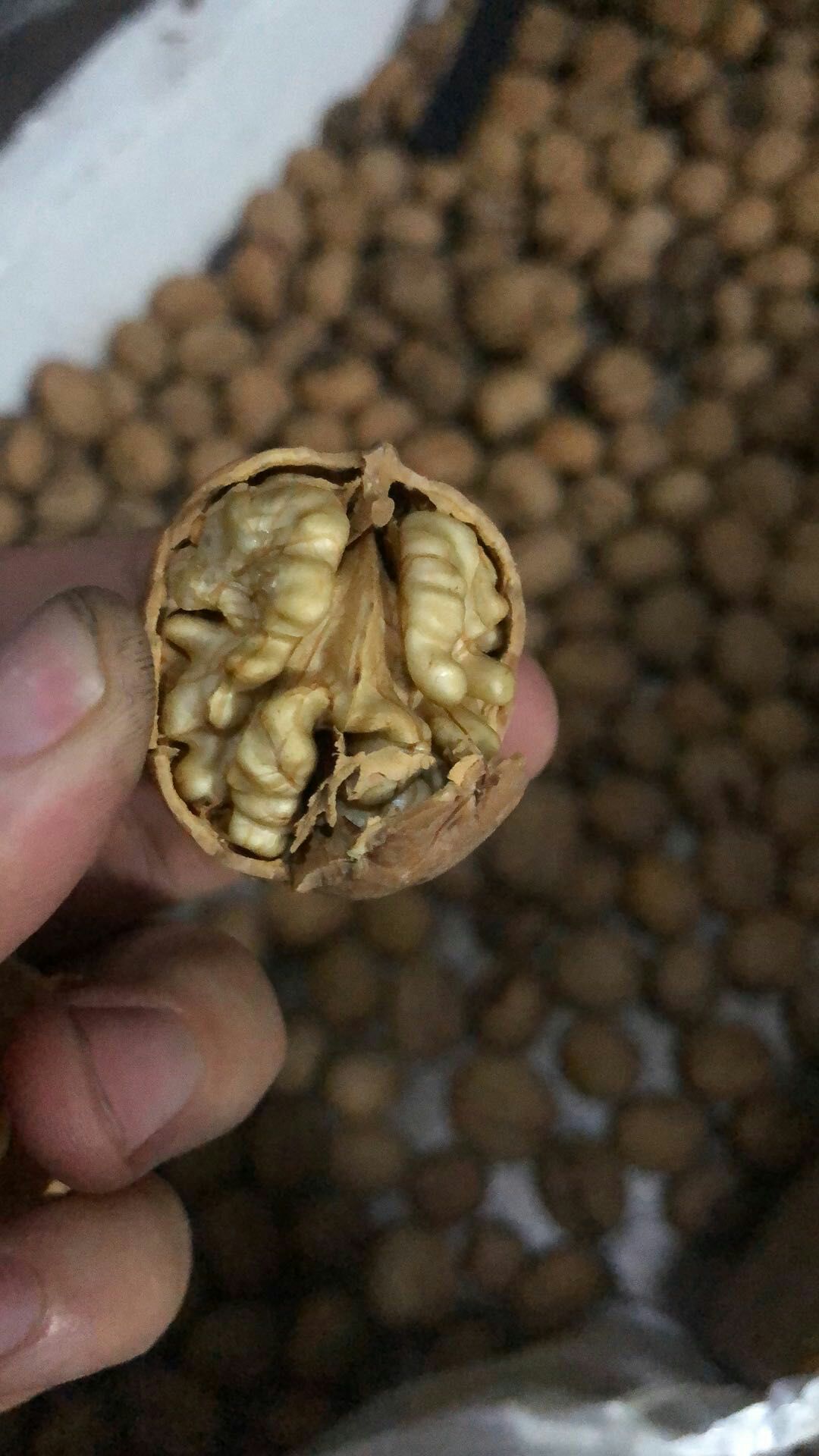 薄皮核桃 薄皮新货，一手货源
