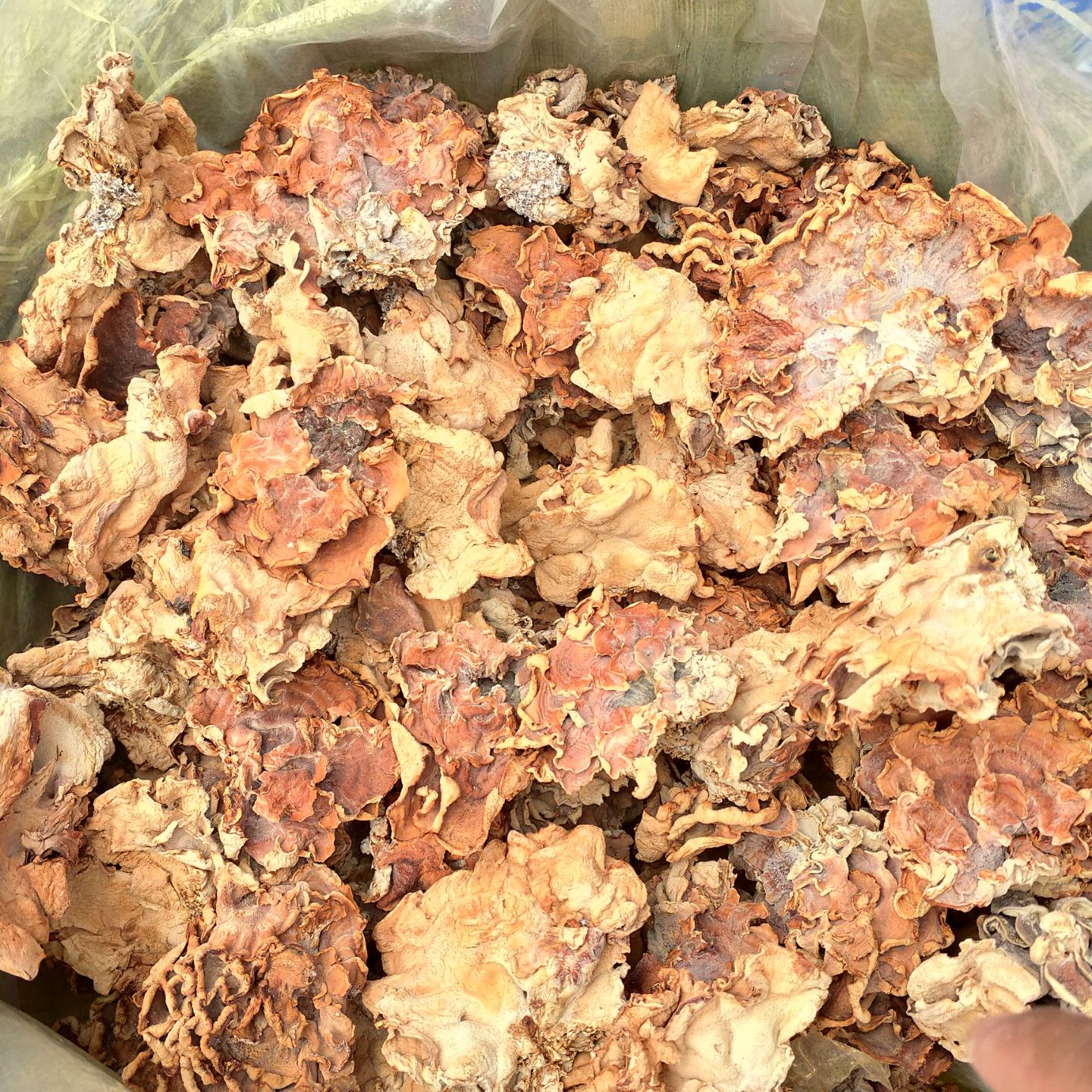 食用菌干货榆耳灵芝菇产地批发直销