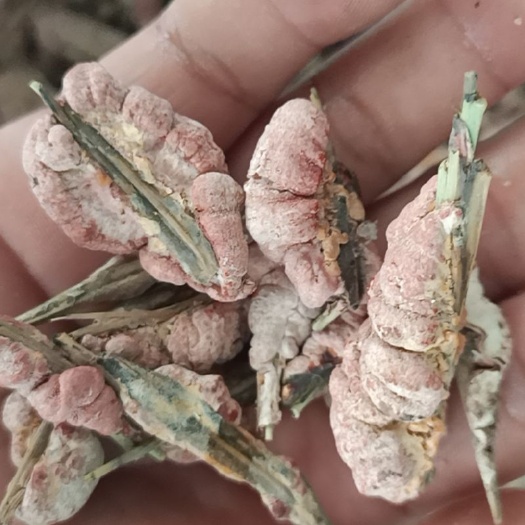 中药材 苦竹花 竹黄 天竹黄 天竺黄1000g克包邮