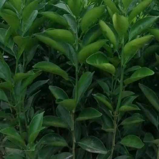 简阳市纽荷尔脐橙苗  纽荷尔