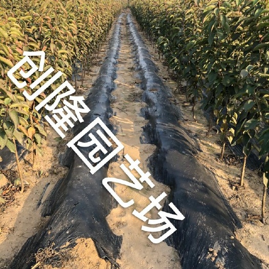 泰安矮化樱桃苗  两公分樱桃树苗基地出售价格以及单价