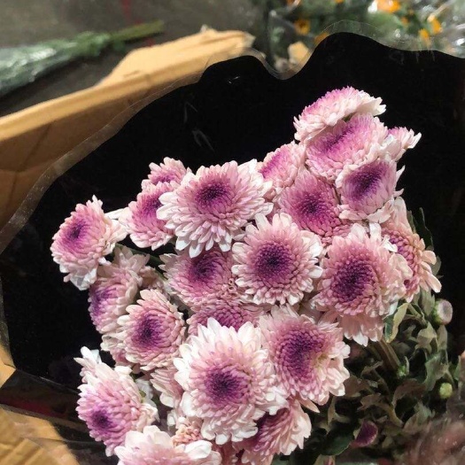 郑州 鲜切花，小雏菊，1元1支
