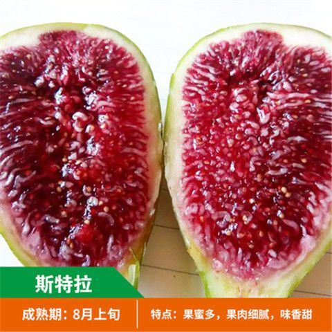 平邑县波姬红无花果苗 优质波姬红无花果树苗，品种齐全欢迎选购