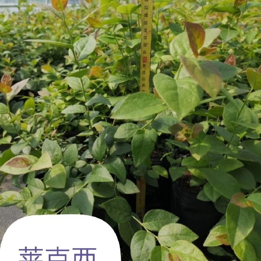 南陵县莱克西蓝莓苗  蓝莓苗