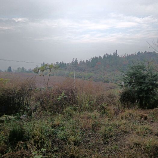 酉阳农场