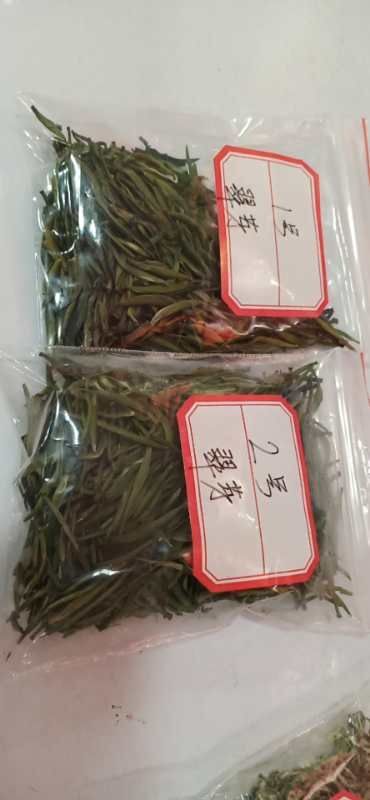 毕节 翠芽