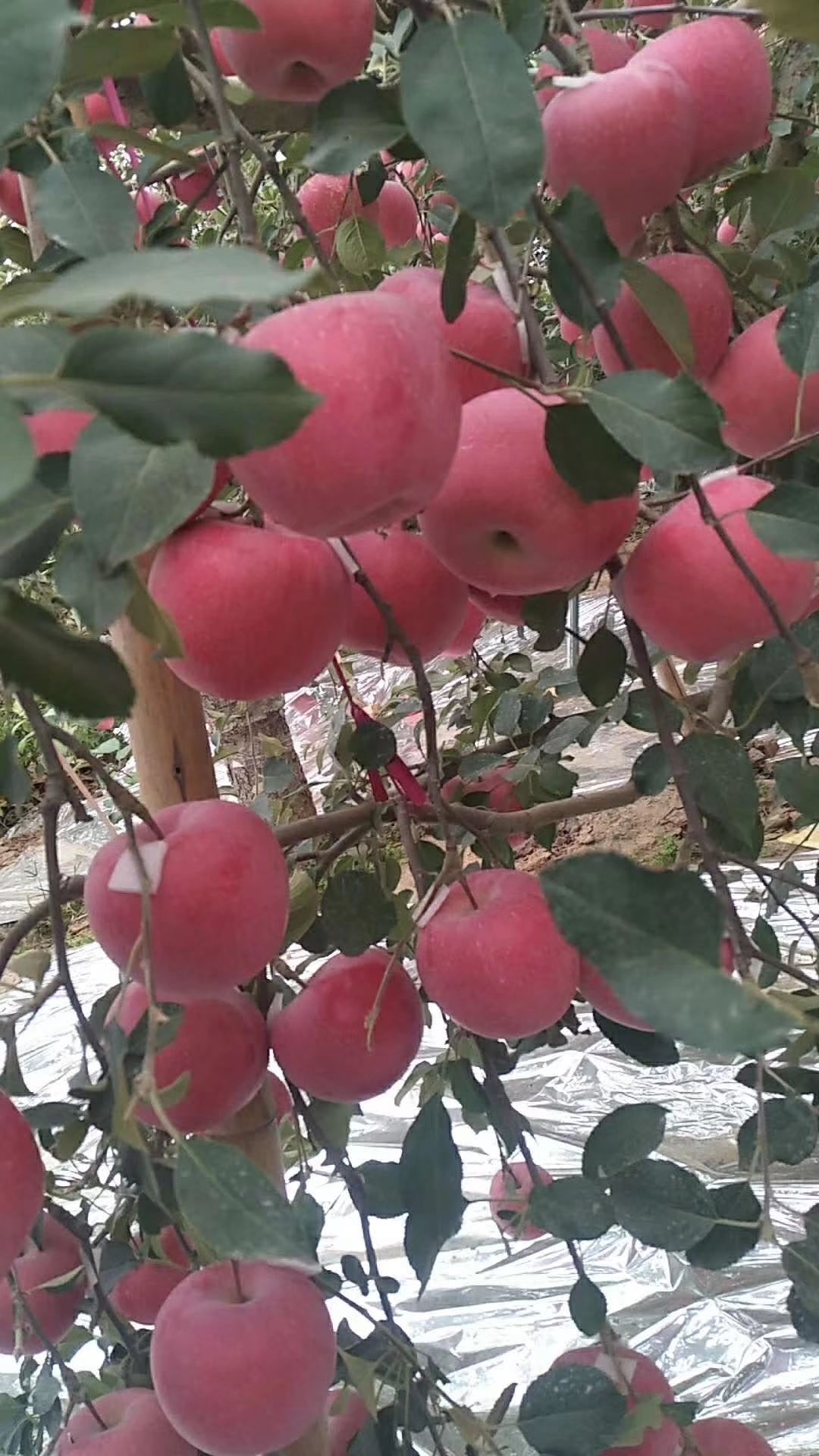 红富士苹果，量大需要的老板联系，沂蒙山苹果，万亩果园，