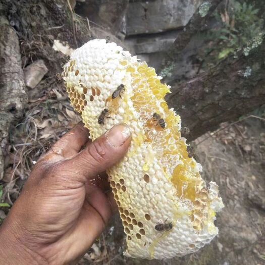 昆明野生蜂蜜 纯野    生蜂蜜