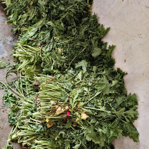 睢宁县冬寒菜 雪里红  菜  腌菜