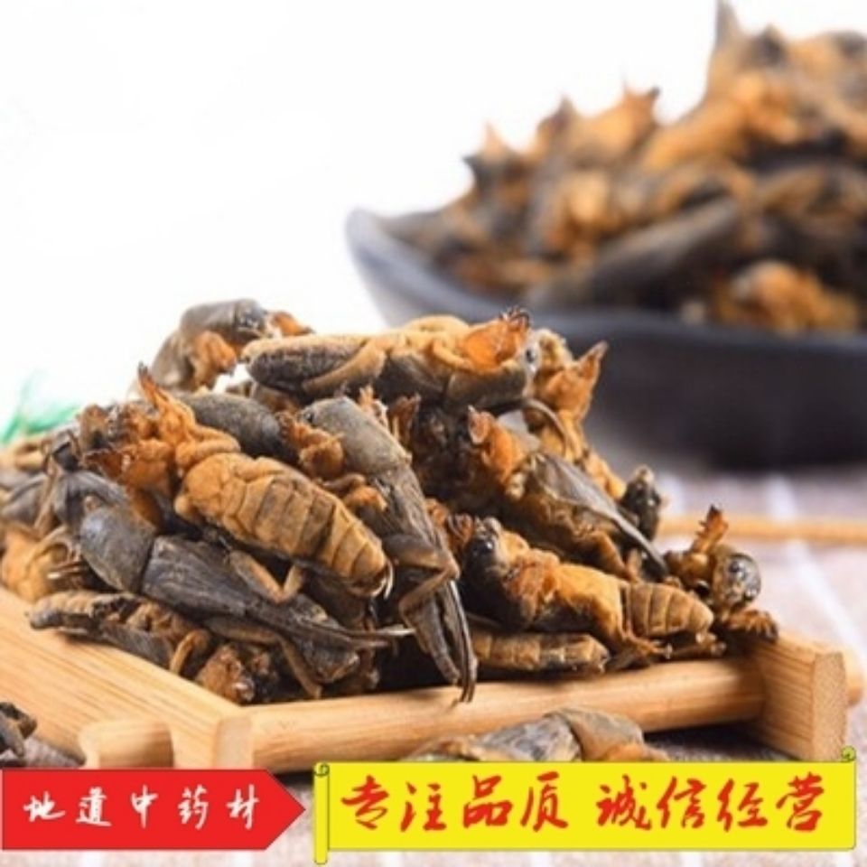 蝼蛄中药材，土狗子，蝼蛄干