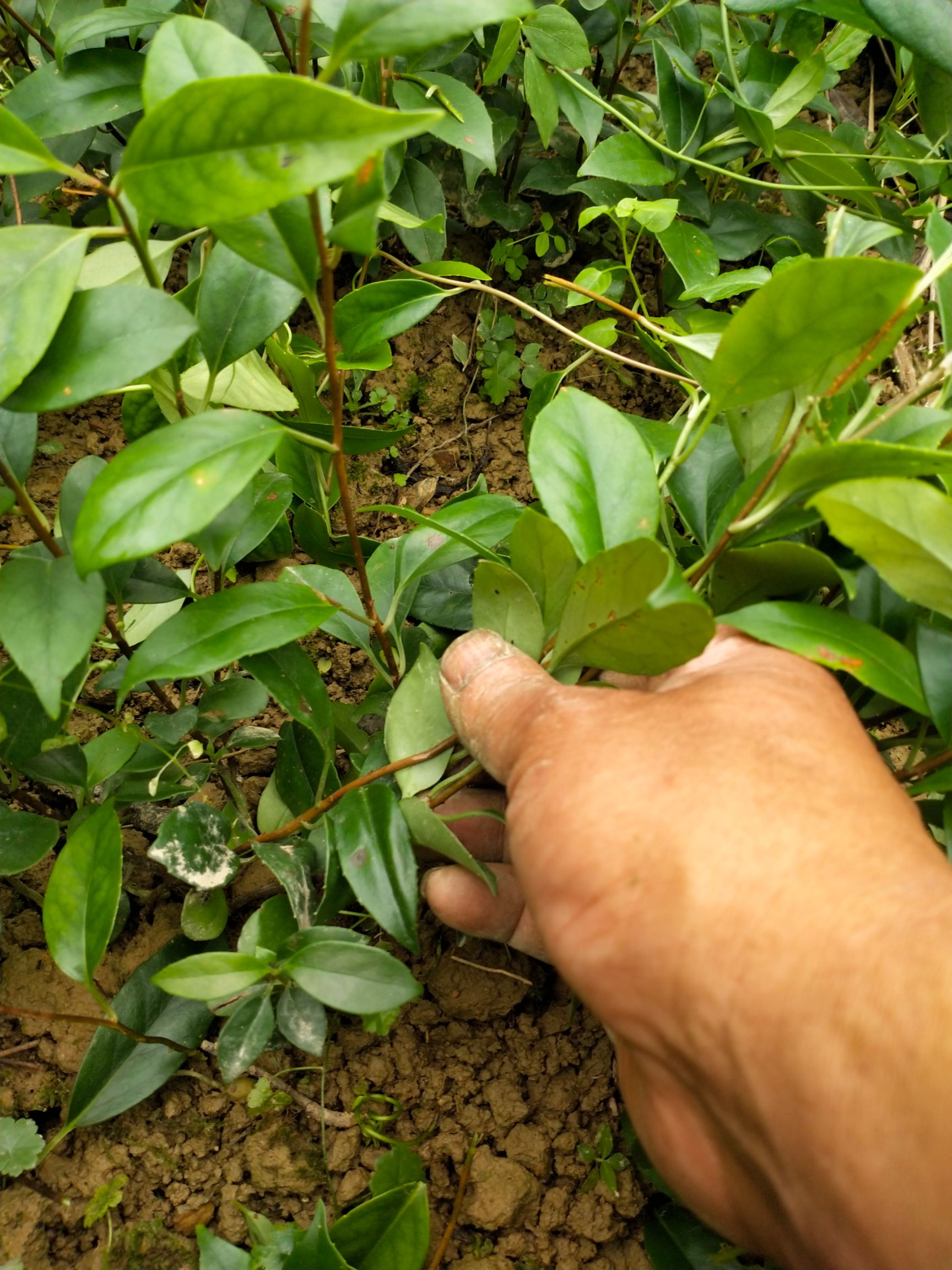 保靖黄金茶苗 茶叶苗黄金一号2号8号苗基地直销买多优惠