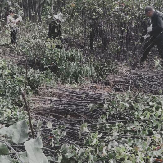 西华县秋月梨树苗  西华精品梨树苗批发基地。