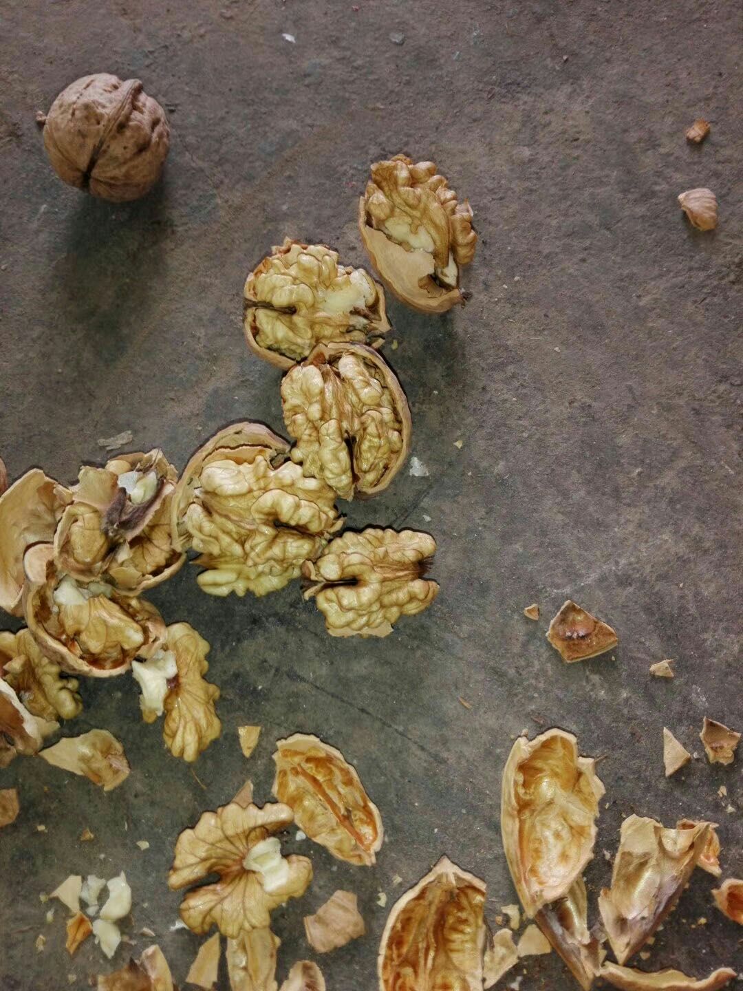 薄皮核桃 薄皮新货，一手货源