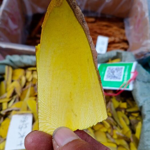 凯里市 刺黄莲，十大功劳，味苦大货欢迎订购6块一斤