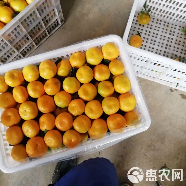 蜜桔 蜜橘接近尾声了，妞荷尔大量上市，东方红也上市了