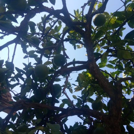 仙游县皇帝柑 茶枝柑60年树龄天然柑子