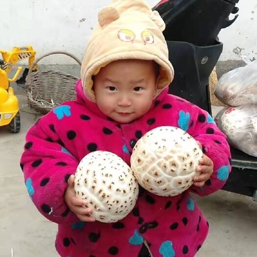 驻马店泌阳花菇  2020新鲜不开伞天白大花菇元旦前有货，支持老板提前骚扰