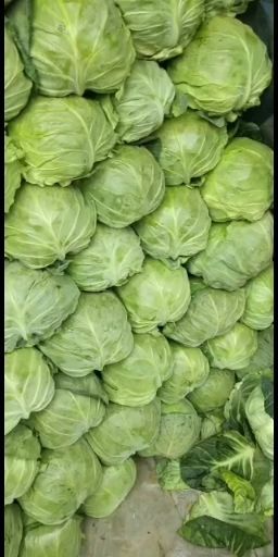博爱县圆包菜 河南省焦作市博爱县 1.5~2.0斤