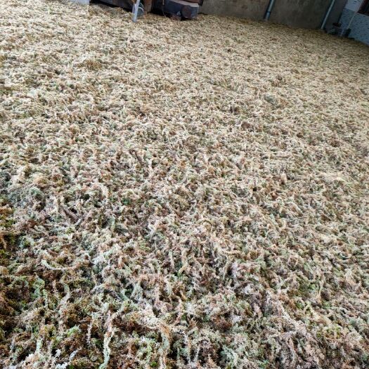 隆回县水苔 水台25