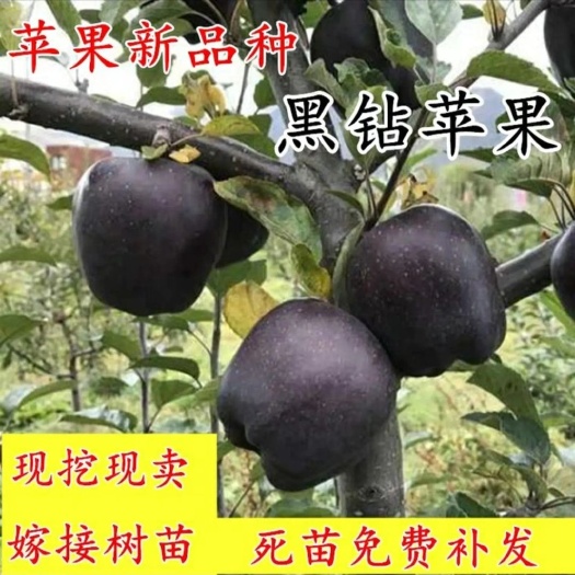 平邑县黑钻苹果树苗，苹果树苗，嫁接黑钻苹果树苗，香甜可口南北方栽种