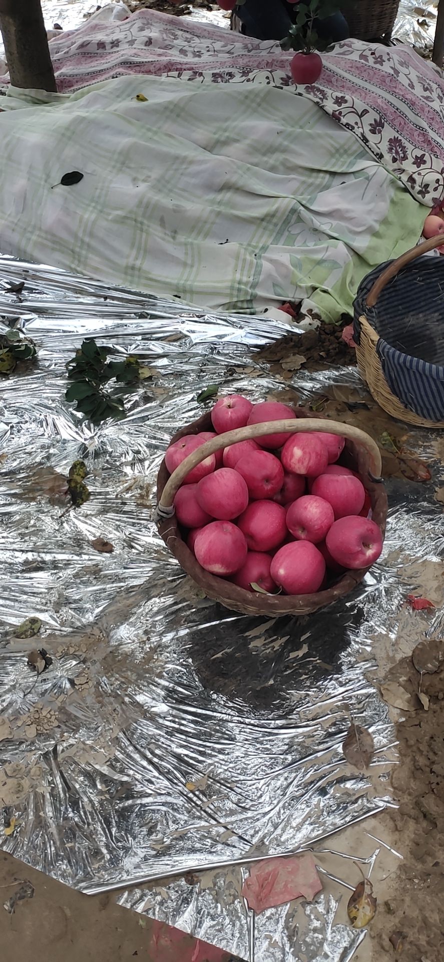 靜寧高原紅富士蘋果