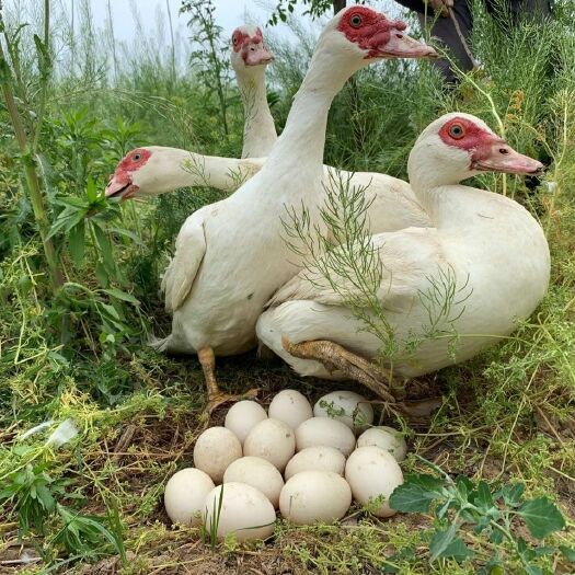 高邑县【顺丰包邮】【现杀】2年多农家散养大红脸番鸭肉整只鲜活走地鸭