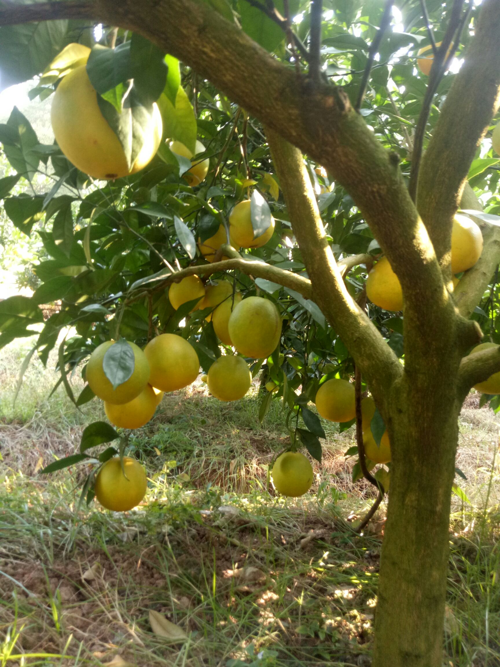 纽荷尔脐橙苗 纽贺尔脐橙苗，无病毒，品种纯质量可靠。